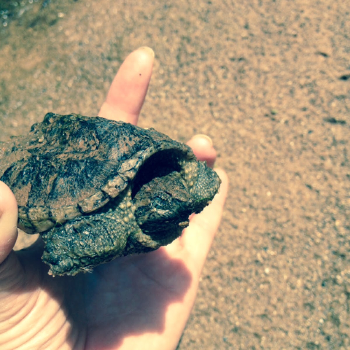 common snapping turtle