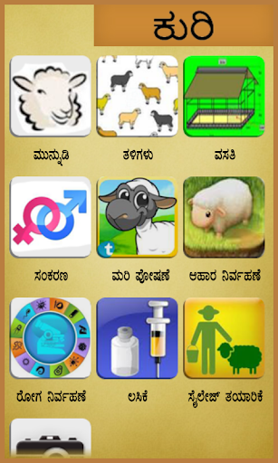 Sheep Kannada