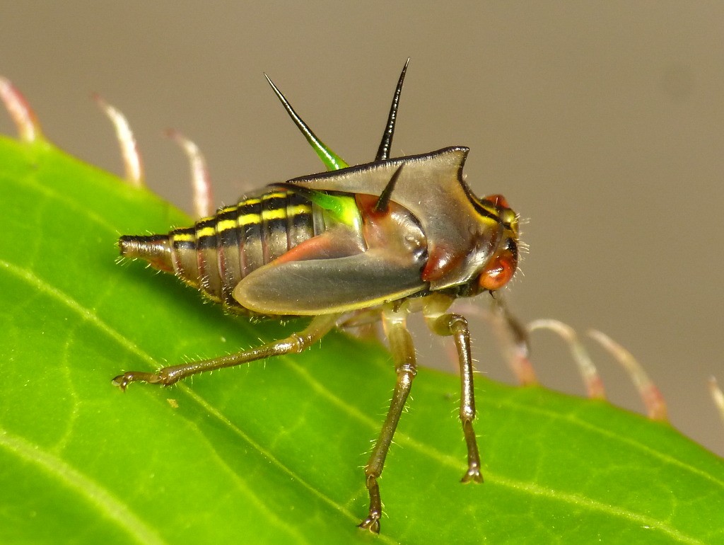 Treehopper nymph