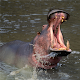 Hippo Jigsaw Puzzle APK