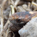 Red-bellied Snake