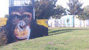 Chimp's Park