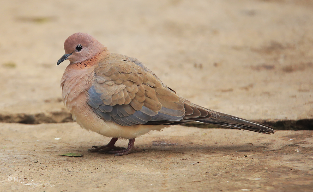 Laughing dove