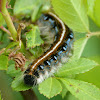 The Eastern tent caterpillar