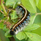 The Eastern tent caterpillar