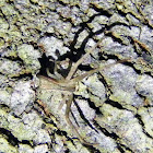 Long Crab Spider