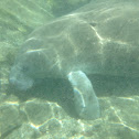 Manatee