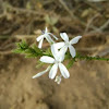 Wild Plumbago