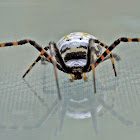 Banded garden Spider (reflection 2)