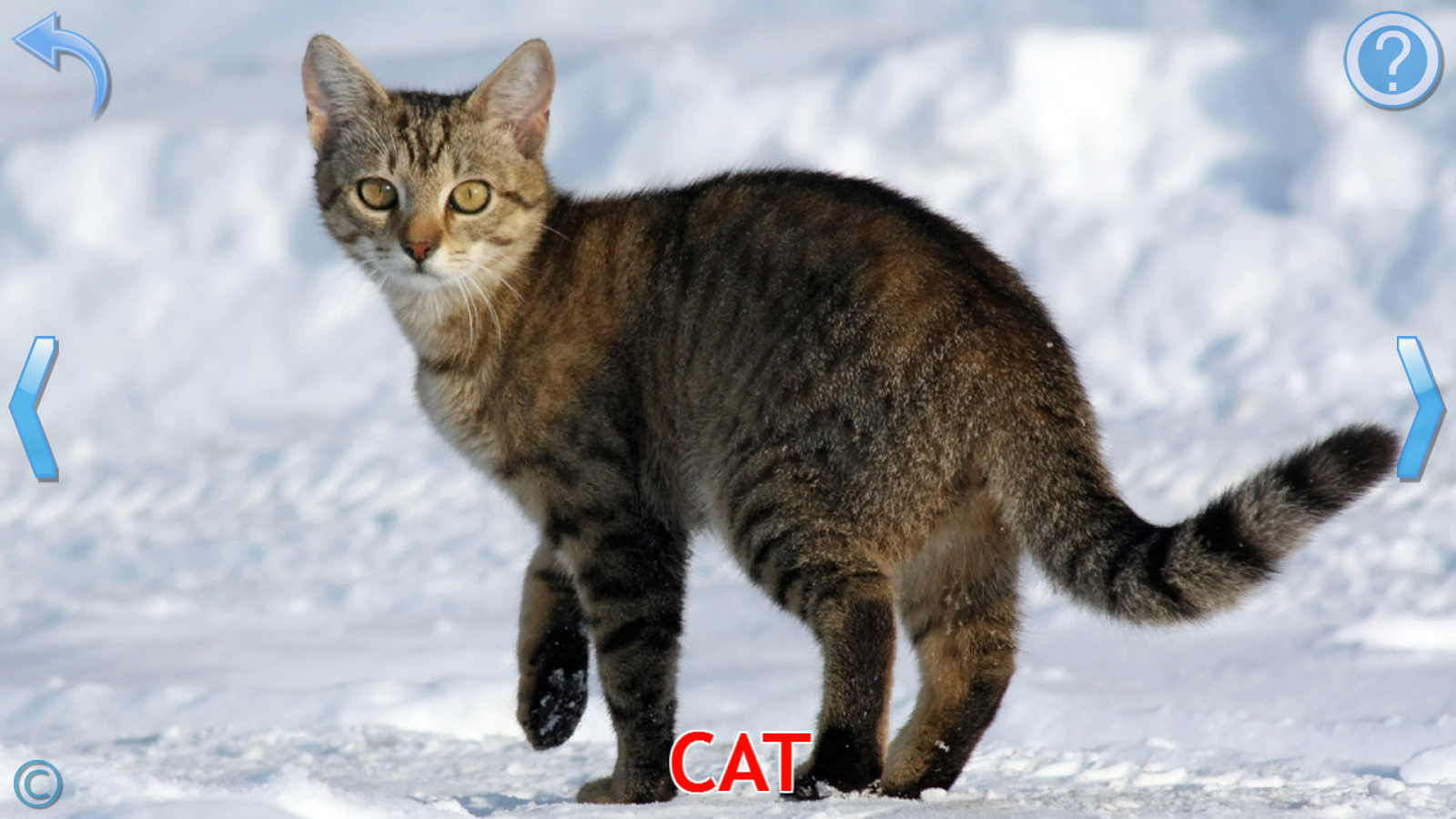 Kids Learn About Animals Android Apps on Google Play