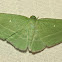 Badwing Moth
