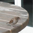 Gorrión. House sparrow