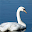 Swan Jigsaw Download on Windows