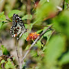 chequered swallowtail