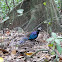 Palawan peacock pheasant