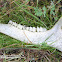 Mule Deer jaw