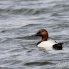 Canvasback