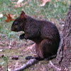 Eastern Gray Squirrel (dark phase)