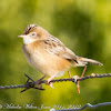 Fan-tailed Warbler; Buitrón