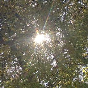 Just a peek by Linda Poessnecker - Nature Up Close Trees & Bushes