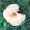 Milkcap