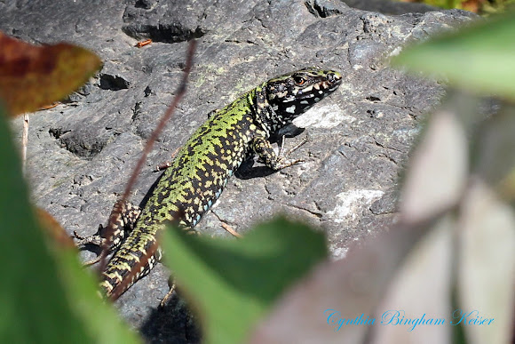 european-wall-lizard-project-noah