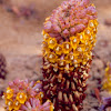 Desert Hyacinth; Arabic name: thanoon; tartooth; basul
