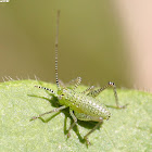 speckled bush cricket