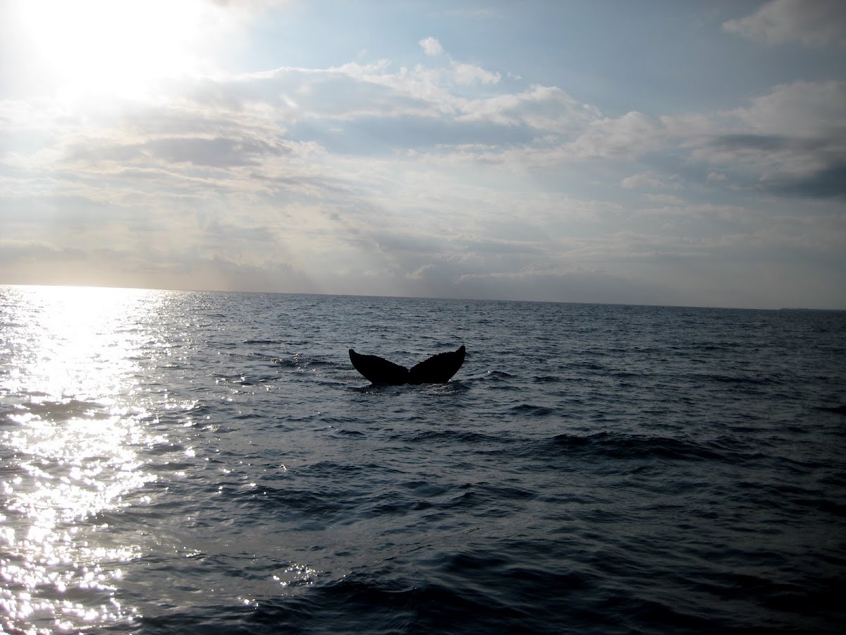Humpack whale