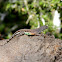 Greater Earless Lizard