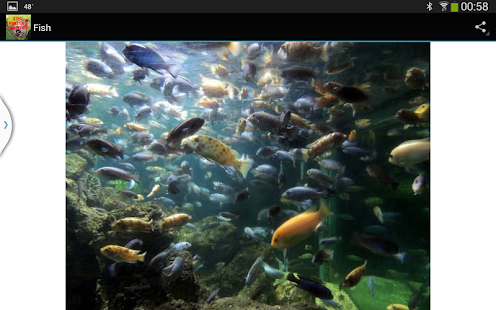 How to mod Zoo Photos Chester 1.5 apk for laptop