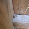 Funnel Weaver Spider