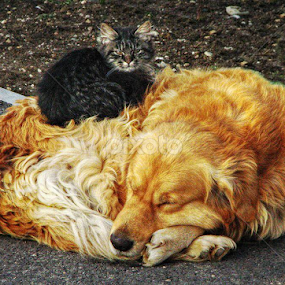 by Branko Levačić - Animals - Dogs Playing