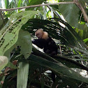 White-faced Capuchin