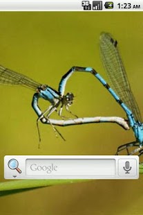 How to mod Dragon Fly Live Wallpaper patch 1.1 apk for laptop