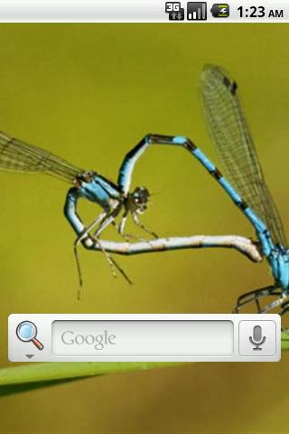 Dragon Fly Live Wallpaper Screen 3