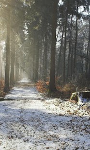 How to download Forest Wood Wallpaper 1.1 apk for android