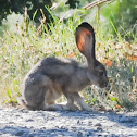 Black-tailed jack rabbit