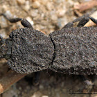 Ironclad Beetle