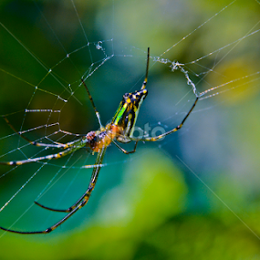 spider in web by Soumyakanti Pal - Animals Insects & Spiders