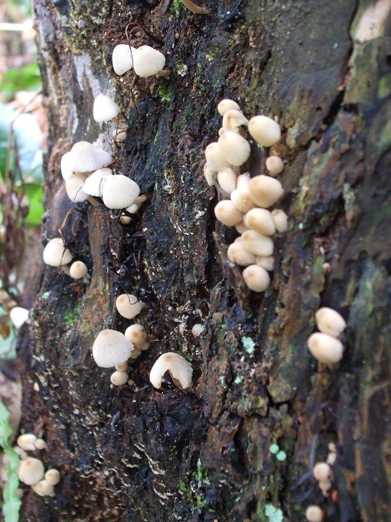 clustered bonnet fungi