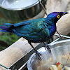 Purple Starling or Purple Glossy Starling