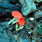 Red cup mushroom