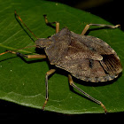 Brown marmorated Stink Bug