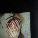 land snails from Family Enidae