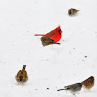 Northern Cardinal