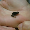Eastern Wood frog