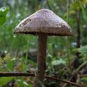 Dune brittlestem