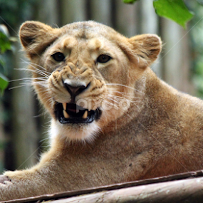 Lioness cub growl by Owen Taylor - Animals Lions, Tigers & Big Cats