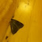 House Moth